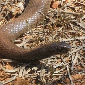 Pseudonaja aspidorhyncha at Gunderbooka, NSW - 16 Sep 2024