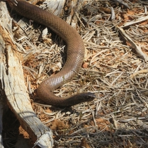 Pseudonaja aspidorhyncha at Gunderbooka, NSW - 16 Sep 2024