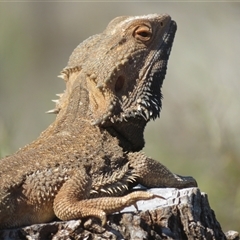 Pogona vitticeps (Central Bearded Dragon) at Gunderbooka, NSW - 16 Sep 2024 by Christine