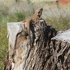 Pogona vitticeps at Gunderbooka, NSW - 16 Sep 2024 02:13 PM