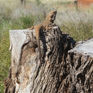 Pogona vitticeps at Gunderbooka, NSW - 16 Sep 2024 02:13 PM