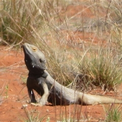 Pogona vitticeps at Gunderbooka, NSW - 16 Sep 2024 02:13 PM