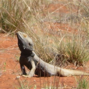 Pogona vitticeps at Gunderbooka, NSW - 16 Sep 2024 02:13 PM