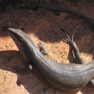 Unidentified Skink at Gunderbooka, NSW by Christine