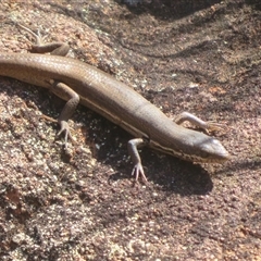 Unidentified Skink at Gunderbooka, NSW - 16 Sep 2024 by Christine