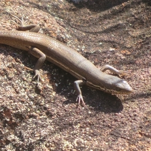 Unidentified Skink at Gunderbooka, NSW by Christine