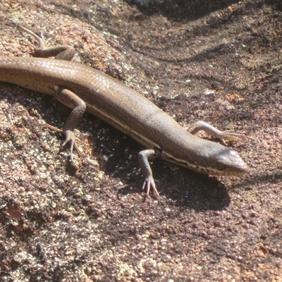 Unverified Skink at Gunderbooka, NSW - 16 Sep 2024 by Christine