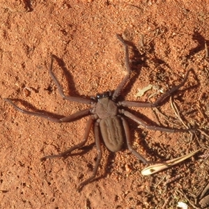 Unidentified Huntsman spider (Sparassidae) at Gunderbooka, NSW by Christine