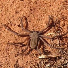 Gnaphosidae or Trochanteriidae (families) at Gunderbooka, NSW - 16 Sep 2024 03:31 PM