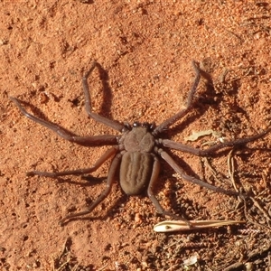 Gnaphosidae or Trochanteriidae (families) at Gunderbooka, NSW - 16 Sep 2024 03:31 PM