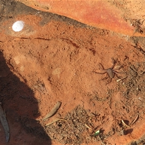 Gnaphosidae or Trochanteriidae (families) at Gunderbooka, NSW - 16 Sep 2024