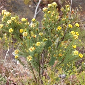 Pultenaea stipularis at Wedderburn, NSW - 2 Oct 2024 10:00 AM