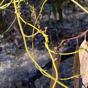 Cassytha melantha at Myall Park, NSW - 4 Jul 2024 10:14 AM