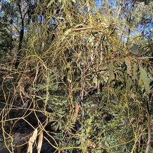 Cassytha melantha at Myall Park, NSW - 4 Jul 2024 10:14 AM