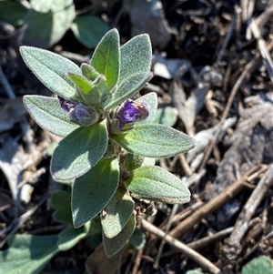 Ajuga australis at Myall Park, NSW - 4 Jul 2024