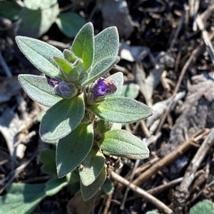 Ajuga australis at Myall Park, NSW - 4 Jul 2024 10:14 AM