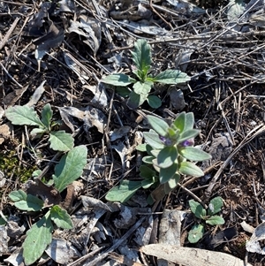 Ajuga australis at Myall Park, NSW - 4 Jul 2024 10:14 AM