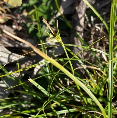 Carex inversa (Knob Sedge) at Binya, NSW - 4 Jul 2024 by Tapirlord