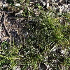 Carex inversa at Binya, NSW - 4 Jul 2024 10:13 AM