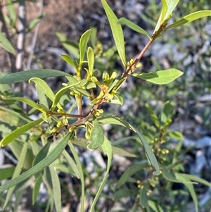 Myoporum montanum at Myall Park, NSW - 4 Jul 2024 10:12 AM