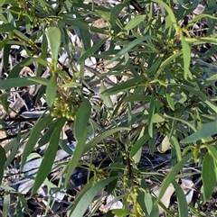 Myoporum montanum at Myall Park, NSW - 4 Jul 2024