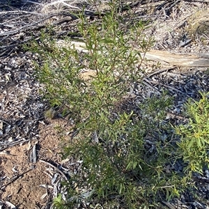 Myoporum montanum at Myall Park, NSW - 4 Jul 2024 10:12 AM