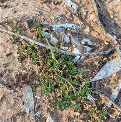 Oxalis perennans (Grassland Wood Sorrel) at Binya, NSW - 4 Jul 2024 by Tapirlord