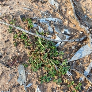 Oxalis perennans at Binya, NSW - 4 Jul 2024 10:12 AM