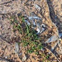 Oxalis perennans at Binya, NSW - 4 Jul 2024 10:12 AM