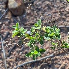 Atriplex semibaccata (Creeping Saltbush) at Binya, NSW - 4 Jul 2024 by Tapirlord