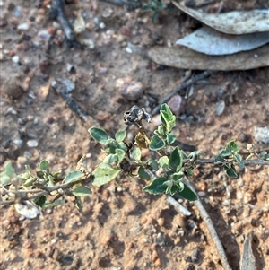 Atriplex semibaccata at Binya, NSW - 4 Jul 2024 10:12 AM