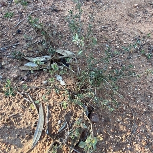 Atriplex semibaccata at Binya, NSW - 4 Jul 2024 10:12 AM