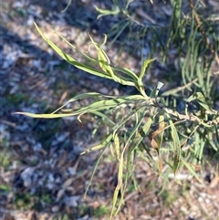 Eremophila longifolia (Weeping Emubush) at Myall Park, NSW - 4 Jul 2024 by Tapirlord