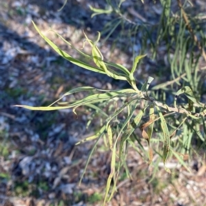 Eremophila longifolia at Myall Park, NSW - 4 Jul 2024 10:10 AM