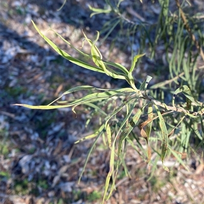 Eremophila longifolia (Weeping Emubush) at Myall Park, NSW - 4 Jul 2024 by Tapirlord