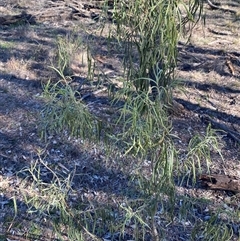 Eremophila longifolia at Myall Park, NSW - 4 Jul 2024 10:10 AM