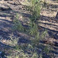 Eremophila longifolia at Myall Park, NSW - 4 Jul 2024 10:10 AM