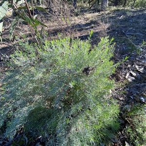 Chrysocephalum semipapposum subsp. brevifolium at Myall Park, NSW - 4 Jul 2024 10:11 AM