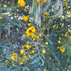 Senna artemisioides subsp. x coriacea (Desert Cassia) at Myall Park, NSW - 4 Jul 2024 by Tapirlord