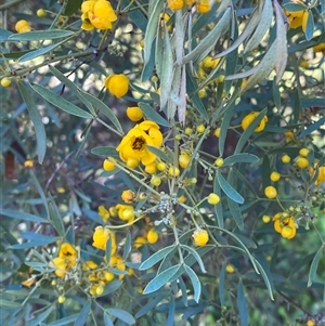 Senna artemisioides subsp. x coriacea at Myall Park, NSW - 4 Jul 2024 10:09 AM