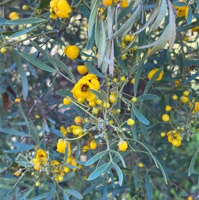 Senna artemisioides subsp. x coriacea (Desert Cassia) at Myall Park, NSW - 4 Jul 2024 by Tapirlord