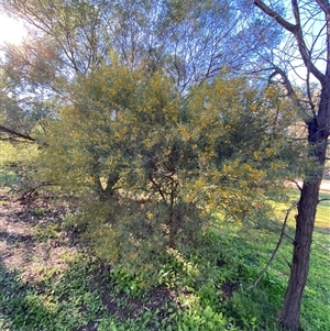 Senna artemisioides subsp. x coriacea at Myall Park, NSW - 4 Jul 2024 10:09 AM