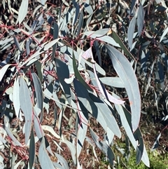 Eucalyptus sideroxylon subsp. sideroxylon (Mugga Ironbark or Red Ironbark) at Myall Park, NSW - 3 Jul 2024 by Tapirlord