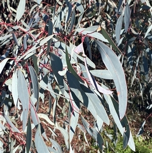 Eucalyptus sideroxylon subsp. sideroxylon at Myall Park, NSW - 4 Jul 2024