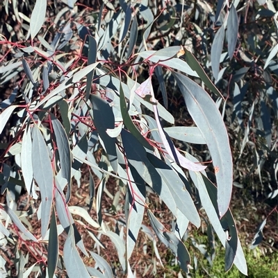 Eucalyptus sideroxylon subsp. sideroxylon (Mugga Ironbark or Red Ironbark) at Myall Park, NSW - 4 Jul 2024 by Tapirlord