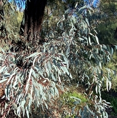 Eucalyptus sideroxylon subsp. sideroxylon at Myall Park, NSW - 4 Jul 2024