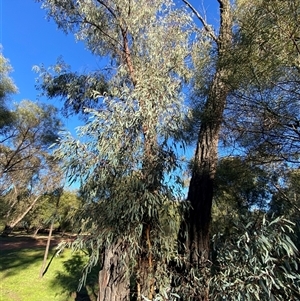 Eucalyptus sideroxylon subsp. sideroxylon at Myall Park, NSW - 4 Jul 2024