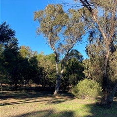 Eucalyptus populnea (Poplar Box, Bimble Box) at Myall Park, NSW - 4 Jul 2024 by Tapirlord