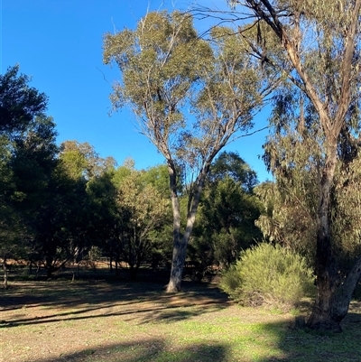 Eucalyptus populnea (Poplar Box, Bimble Box) at Myall Park, NSW - 3 Jul 2024 by Tapirlord