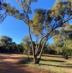 Eucalyptus populnea at Myall Park, NSW - 4 Jul 2024 09:18 AM